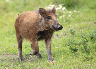 Single juvenile Wild boar in a forest during summer period © Art Media Factory