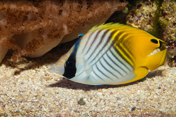 Threadfin Butterflyfish in Aquarium