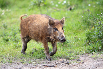 Single juvenile Wild boar in a forest during summer period