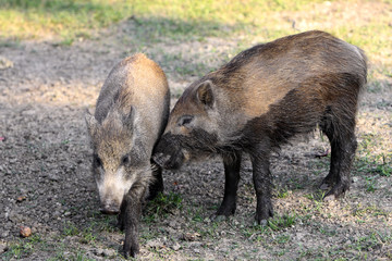 Group of juvenile Wild boars in a forest during summer period - obrazy, fototapety, plakaty