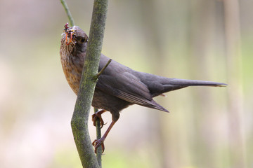 Single female Blackbird bird on a tree branch during a spring nesting period