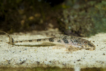 Exotic fish in Aquarium