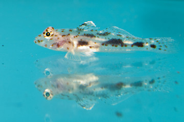 Fototapeta na wymiar Goby Fish in Aquarium