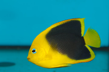 Rock Beauty Angelfish in Aquarium