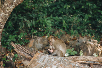 cute little monkeys at Phi-Phi island, Thailand