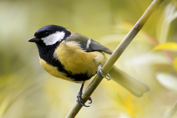 Single Great tit bird on a tree branch during a spring nesting period © Art Media Factory