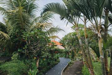 beautiful green vegetation and cozy pathway in Bali