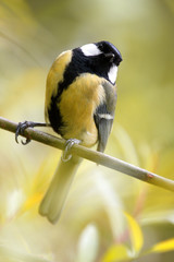 Single Great tit bird on a tree branch during a spring nesting period © Art Media Factory