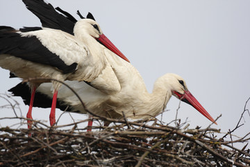 White Stork birds on a nest during the spring nesting period