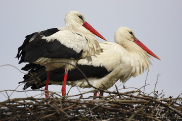 White Stork birds on a nest during the spring nesting period