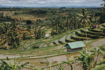 majestic view of Jatiluwih Rice Terraces in Bali