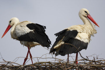 White Stork birds on a nest during the spring nesting period