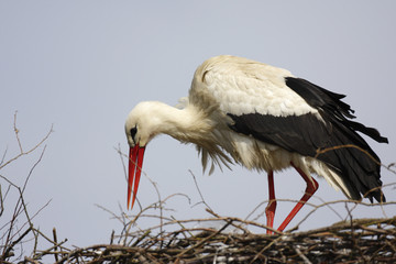 Single white Stork bird on a nest during the spring nesting period