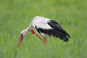 Single White Stork bird on a grassy meadow during the spring nesting period