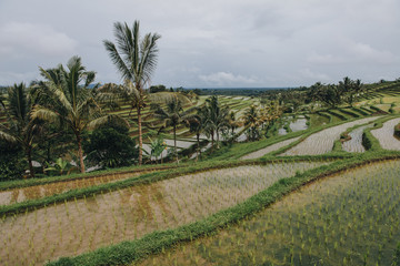 Fototapeta na wymiar beautiful scenic view of Jatiluwih Rice Terraces in Bali