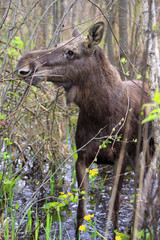 Single female Moose - Eurasian Elk – in a forest thicket near Biebrza river wetlands in Poland during a spring period