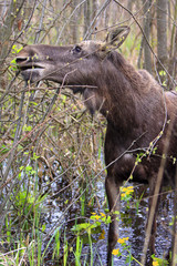Single female Moose - Eurasian Elk &ndash; in a forest thicket near Biebrza river wetlands in Poland during a spring period