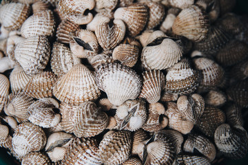 close-up view of raw sea cockles clams background