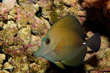 Scopas Tang in Aquarium