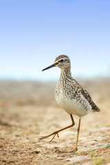 Single Wood sandpiper bird on grassy wetlands during a spring nesting period