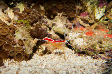 Scarlet Skunk Cleaner Shrimp in Aquarium