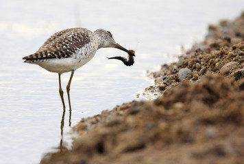 Single Wood sandpiper bird hunting in water of wetlands during a spring nesting period
