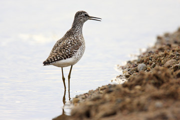 Single Wood sandpiper bird hunting in water of wetlands during a spring nesting period