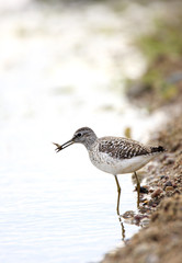 Single Wood sandpiper bird hunting in water of wetlands during a spring nesting period