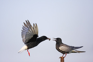 Pair of White-winged Black Tern birds feeding during a spring nesting period