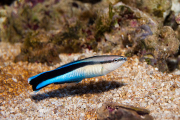 blue strike cleaner wrasse