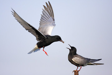Pair of White-winged Black Tern birds feeding during a spring nesting period