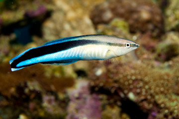 blue strike cleaner wrasse
