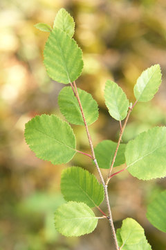 Birch twig with young leaves