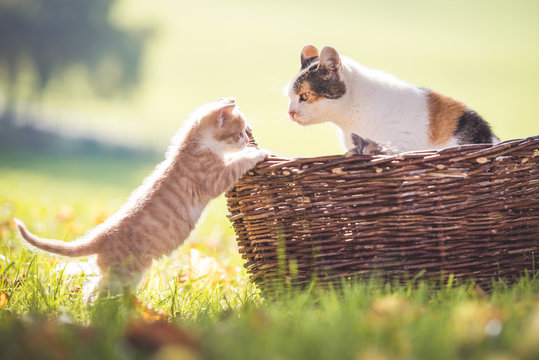 Katzenmama mit Katzenbaby