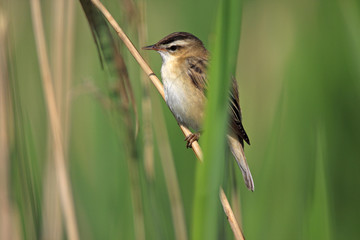 Fototapeta premium Single Sedge Warbler bird on a reed stem during a spring nesting period