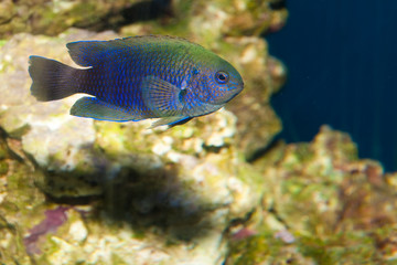 Allens or Neon Damselfish