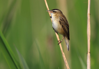 Single Sedge Warbler bird on a reed stem during a spring nesting period