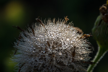 Morning Dew on Isolated Flower