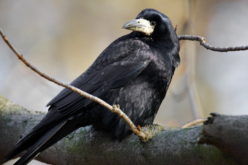 Single Rook bird on a tree branch during a spring nesting period