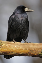 Single Rook bird on a tree branch during a spring nesting period