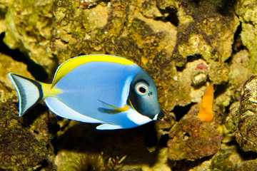 Fototapeta na wymiar Blue Powder Tang in Aquarium