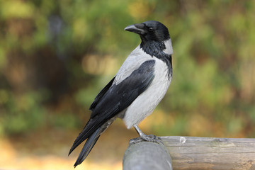 Single Hooded crow bird on a wooden fence during an autumn period