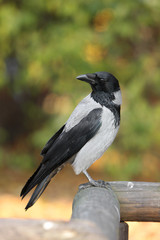 Single Hooded crow bird on a wooden fence during an autumn period