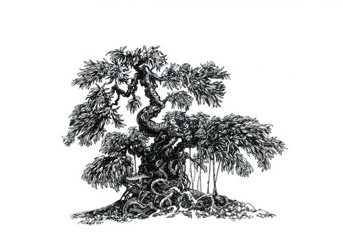 Bonsai banyan tree, aerial roots, ink drawing.
