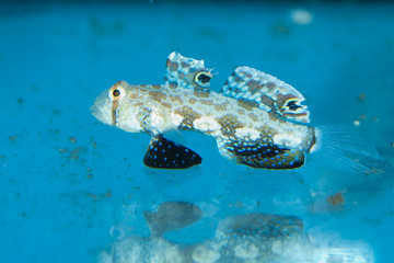 Two Spot Goby in Aquarium