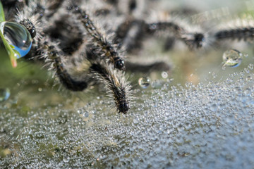 Macro Of hairy Caterpillars surrounded with water droplets