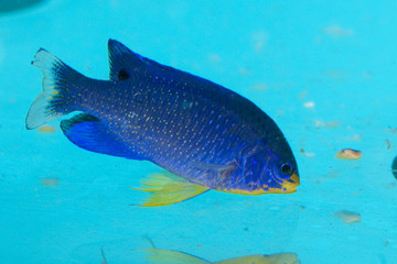 Fototapeta premium Blue Devil Damselfish in Aquarium
