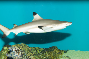 Balctip reef shark