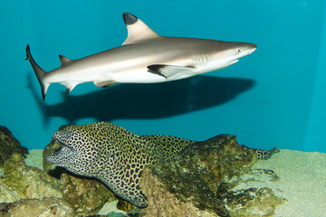 Balctip reef shark
