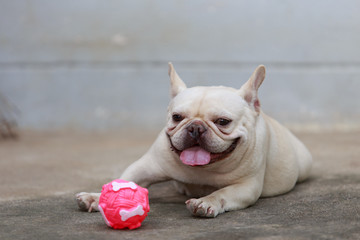 Fototapeta premium Close-up French bulldog resting on floor.